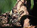 AnolisLizardCostaRicaMarch2004005.jpg