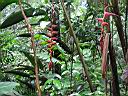 HeliconiaCostaRicaMarch2004103.jpg