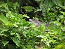 IguanaCostaRicaMarch2004126.jpg