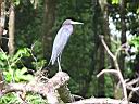 LittleBlueHerronCostaRicaMarch2004130.jpg