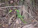 MaleBasiliscusCostaRicaMarch2004181.jpg
