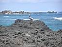 PelicanCostaRicaMarch2004232.jpg