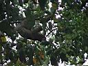 ThreeToedSlothCostaRicaMarch2004191.jpg